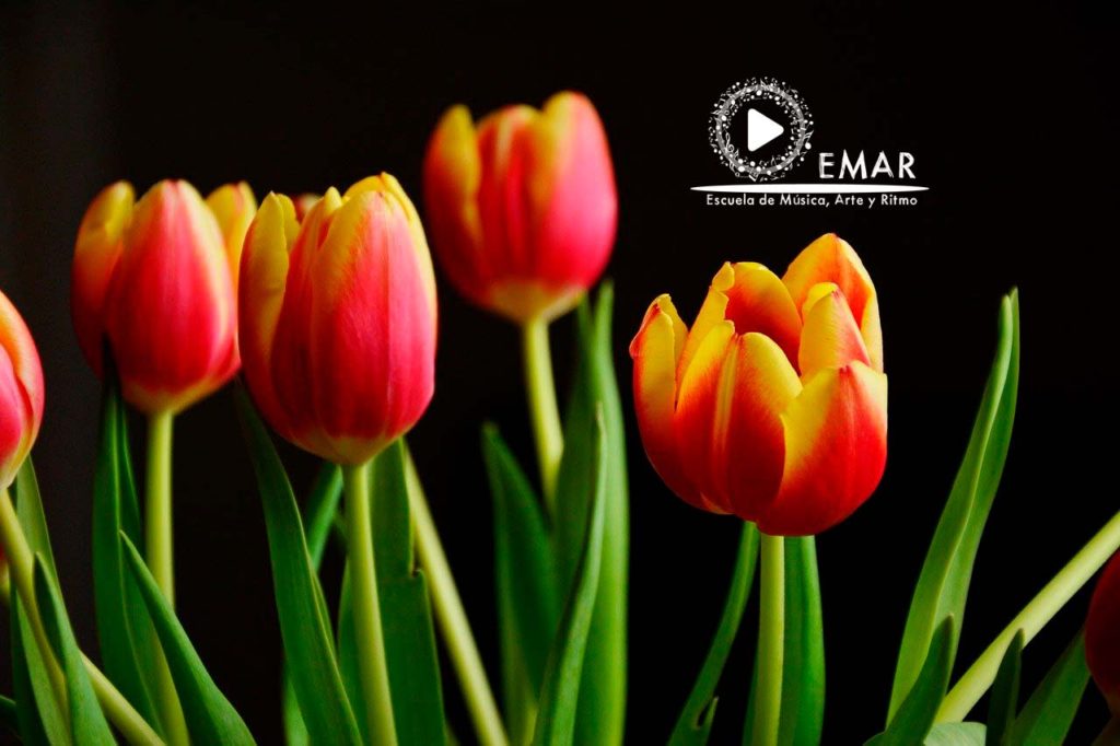 Foto de flores en primer plano para ilustrar el concierto La Primavera de Vivaldi